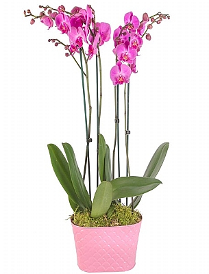 Orkideler Pembe Seramik 